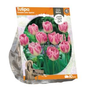 Baltus Tulipa Double Late Upstar tulpen bloembollen per 10 stuks